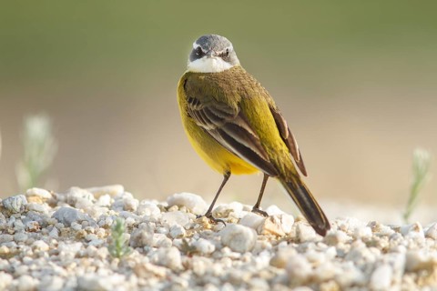 Spanish Wagtail (Motacilla flavia iberiae), on field floor, Galicia, Spain
