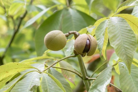 Yellow horse chestnut (Aesculus flava 'Vestita'), Hohenheim Gardens, Stuttgart, Baden-Württemberg,