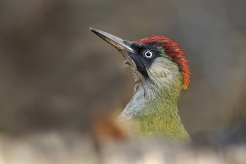 European Green Woodpecker (Picus viridis) female, Rhineland-Palatinate, Germany