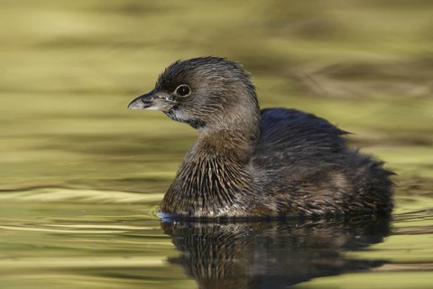 Pied-billed Grebe (Podilymbus podiceps), Arizona, USA