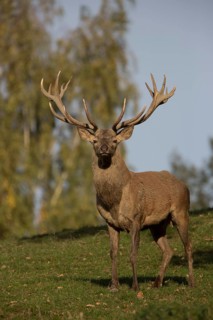 Red Deer stag at the rutting season. Sky in background