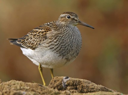 Pectoral Sandpiper (Calidris melanotos), Sizandro, Portugal