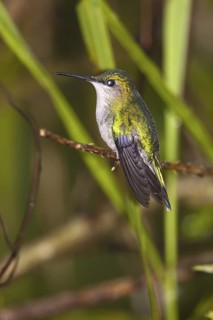 Violet-capped Woodnymph (Thalurania glaucopis) female, Bahia, Brazil