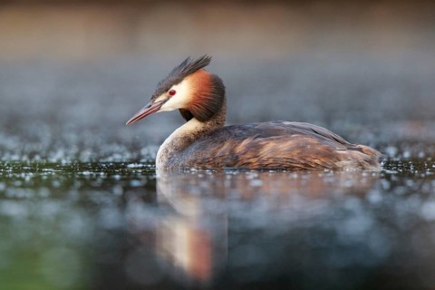 Great Crested Grebe (Podiceps cristatus), North Rhine-Westphalia, Germany