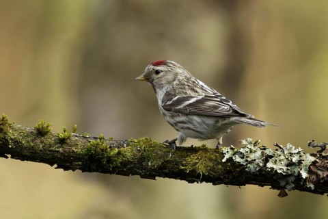 Grote barmsijs; Mealy Redpoll, Acanthis flammea