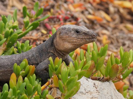 Gran Canaria giant lizard (Gallotia stehlini)