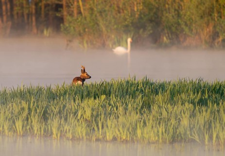 Roe deer (Capreolus capreolus), roebuck standing in a wet meadow, in a wetland biotope at a lake,