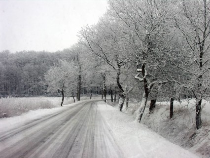 Winter trees on a country road, Mecklenburg-Vorpommern, Germany