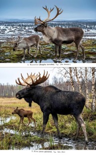 Display board deer, reindeer (Rangifer tarandus), elk (Alces alces), animal world, animal kingdom,