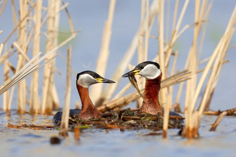 Red-necked Grebe (Podiceps grisegena) pair, Mecklenburg-Western Pomerania, Germany