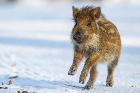 Wild boar (Sus scrofa) in the winer in the snow, young boar, Teutoburg Forest, Melle, Lower Saxony,