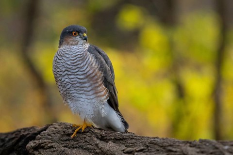 Eurasian Sparrowhawk (Accipiter nisus), Subotica, Serbia