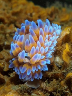 Silver-tipped nudibranch (Janolus capensis)