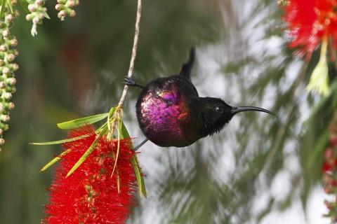 Tacazze Sunbird, Nectarinia tacazze