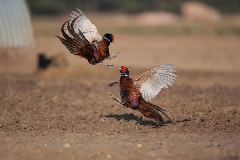 Common pheasant (Phasianus colchicus) two adult male game cock birds fighting in a pig farm field,