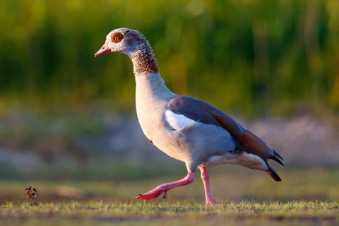 Egyptian Goose (Alopochen aegyptiaca), North Rhine-Westphalia, Germany