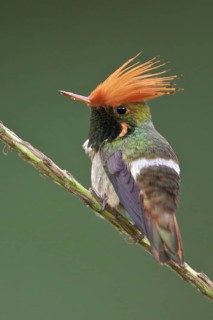 Rufous-crested Coquette (Lophornis delattrei), Manu National Park, Peru