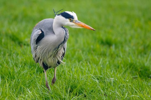 Grey Heron (Ardea cinerea) foraging, Netherlands