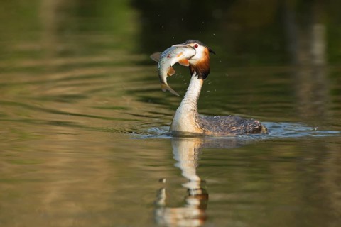 Great crested grebe (Podiceps cristatus) adult bird with a large fish for food in its beak on a