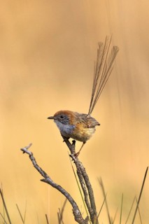 Mallee Emu-wren (Stipiturus mallee), Victoria, Australia
