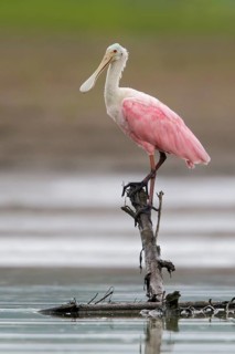 Roseate Spoonbill (Platalea ajaja) feeding in a mudflat in Ecuador