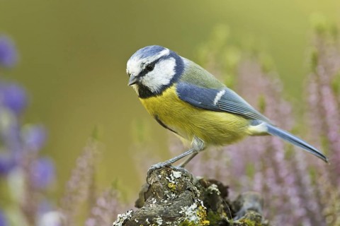 Eurasian Blue Tit (Cyanistes caeruleus), Germany