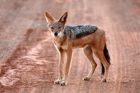 Black-backed jackal (Lupulella mesomelas), adult, alert, stalking, foraging, roadway, track, Mokala