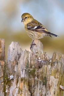 Two-barred Crossbill (Loxia leucoptera) female, Alaska, USA