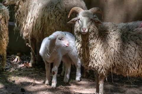 Forest sheep (Ovis aries) with lamb, game park, Bavaria, Germany
