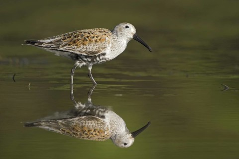 Dunlin (Calidris alpina), British Columbia, Canada