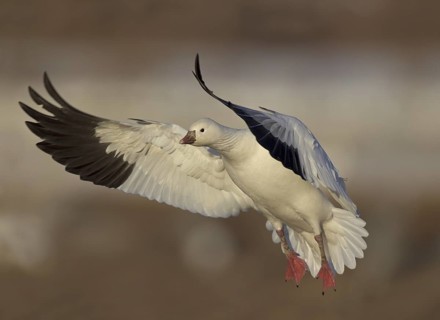 Ross's Goose (Anser rossii) flying, New Mexico, USA