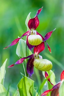 Orchids, Lady's slipper, (Cypripedium calceolus), Lower Saxony, Federal Republic of Germany