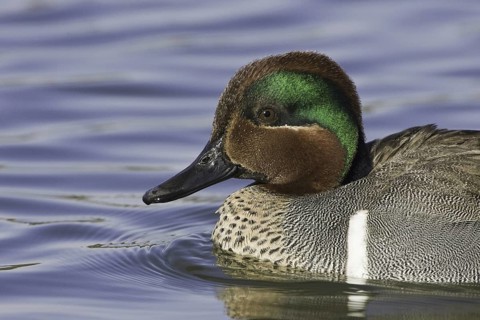 Green-winged Teal (Anas carolinensis) male, California, USA