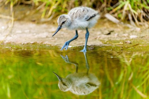 Young bird bends over the water and looks at its reflection, Avocet, (Recurvirostra avosetta),