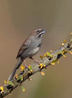 Five-striped Sparrow (Amphispiza quinquestriata) singing, Arizona, USA