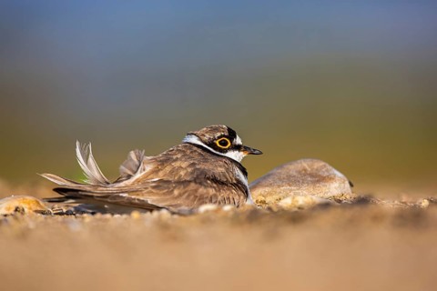 Little Ringed Plover (Charadrius dubius) male incubating North Rhine-Westphalia, Germany