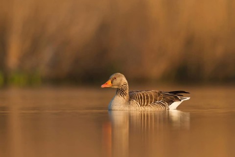 Greylag Goose (Anser anser), Utrecht, Netherlands