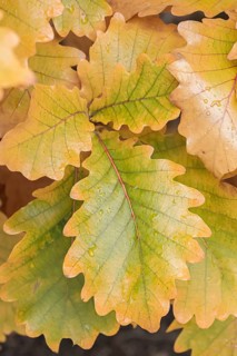 Japanese Emperor Oak (Quercus dentata 'Carl Ferris Miller')