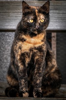 A tortoiseshell cat (Felis catus) sits attentively on an outdoor bench, Ternitz, Lower Austria,