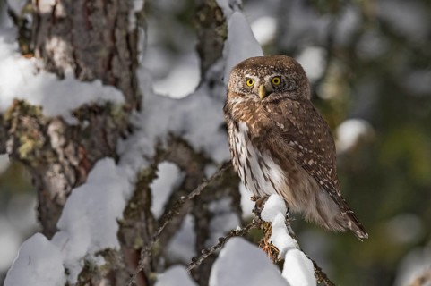 Eurasian Pygmy Owl (Glaucidium passerinum) perched on a snowy branch, Aosta Valley, Italy