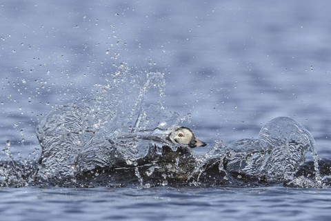 Long-tailed Duck (Clangula hyemalis) male, Alaska, USA
