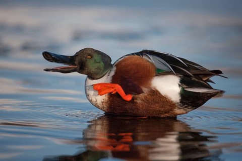 Northern shoveler duck (Anas clypeata) adult male bird preening with its beak open in a lake,