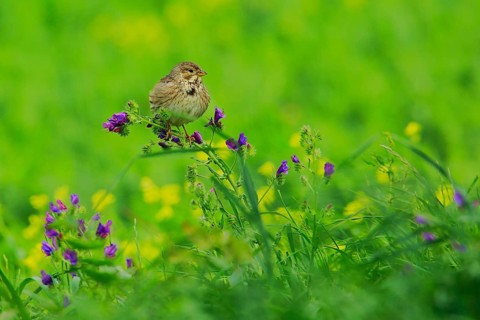 Corn Bunting (Emberiza calandra), Andalusia, Spain