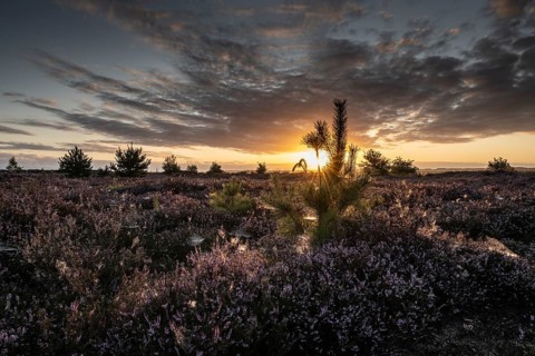 Heath landscape at sunrise, Emsland, Lower Saxony, Germany