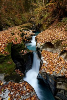 Forest Stream in autumn colours, St. Gallen, Switzerland