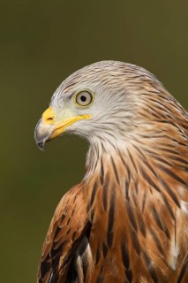Red kite (Milvus milvus) adult bird of prey raptor head portrait, England, United Kingdom