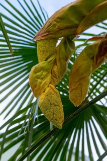 Close-up of palm leaves and buds in a tropical setting, Chusan Palm (Trachycarpus fortunei),