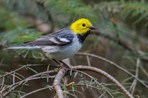 Hermit Warbler (Setophaga occidentalis) perched on a branch in Washington State, USA