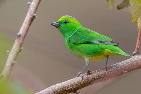 Golden-browed Clorophonia (Chlorophonia callophrys) perched on a branch in Costa Rica