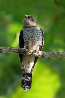 Indian Cuckoo (Cuculus micropterus) perched on a branch, Malaysia